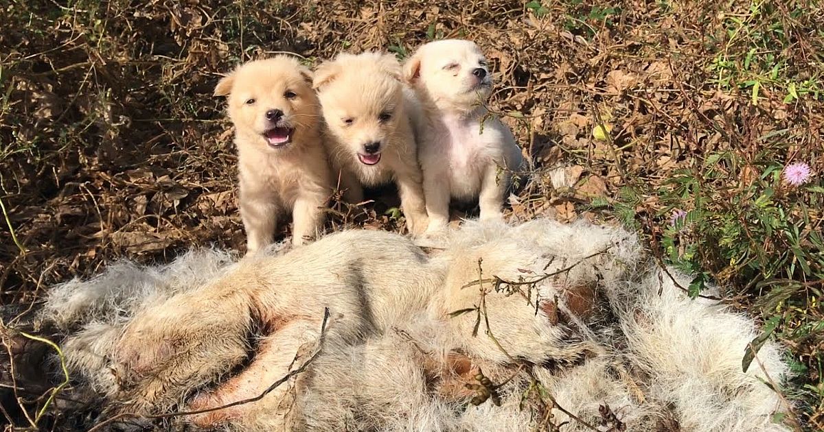 The Three Puppies Lost Their Mother For Many Days In The Woods