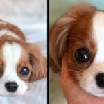 Nobody Believes This Adorable Tiny Puppy Is Already 2 Years Old And Fully Grown