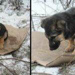 Now for a puppy, a house is a piece of cardboard in the snow.