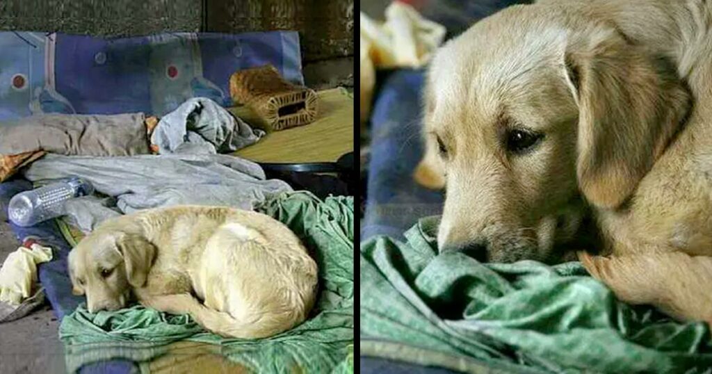Old Beggar Passed Away, But This Stray Dog Still Goes Find Food For His Close Friend