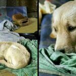 Old Beggar Passed Away, But This Stray Dog Still Goes Find Food For His Close Friend