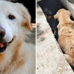 Old Dog Found Lying In A Drain Unable To Move