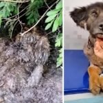 Old Dog Was Thrown Into The Swamp When Owner Found A Brain Tumor, Now Looking For A New Home…