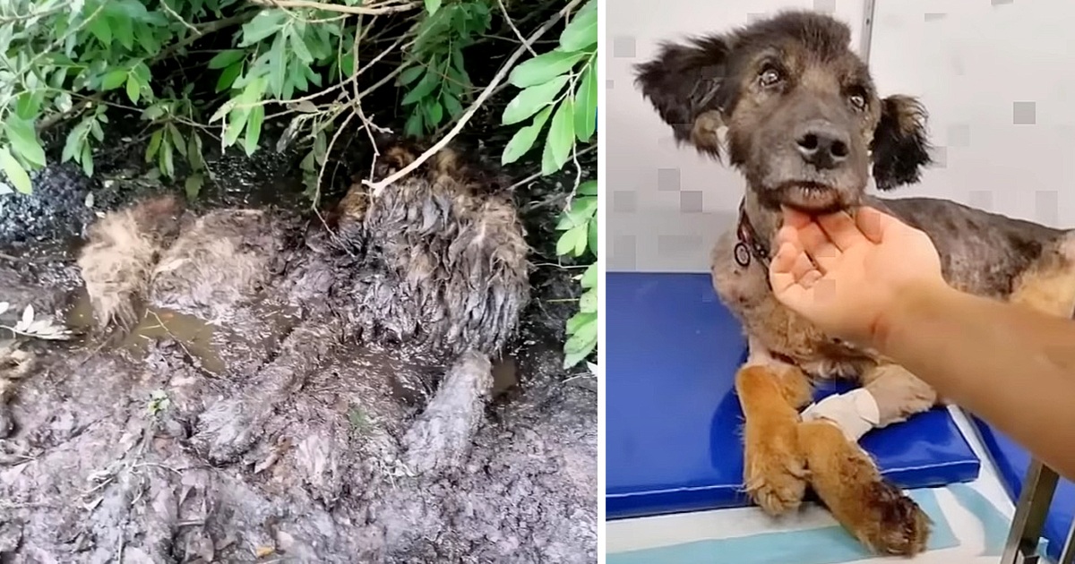 Old Dog Was Thrown Into The Swamp When Owner Found A Brain Tumor, Now Looking For A New Home…