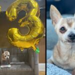 Oldest dog in rescue gets special party for his 23rd birthday — happy birthday, Bully