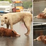 Loyal Dog Stays By Side Of Its dying friend, Cries And Tries To Wake Up His Friend After Being һіt By Car