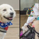 Paralyzed 6-Year-Old Meets Her Future Golden Retriever Service Dog and Bonds with Pup Instantly