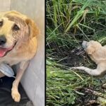 Paralyzed And Badly Injured Dog Stuck In The River, Cried A Lot Of Gratitude After Rescue