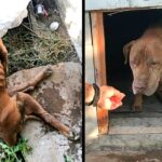 Paralyzed Dog Braνely Crawls Out From Under Abandoned Home into Rescuer’s Awaiting Arms