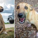 Paralyzed Puppy Drags Herself Across Botswana To Find Help, And Luck Smiles On Her