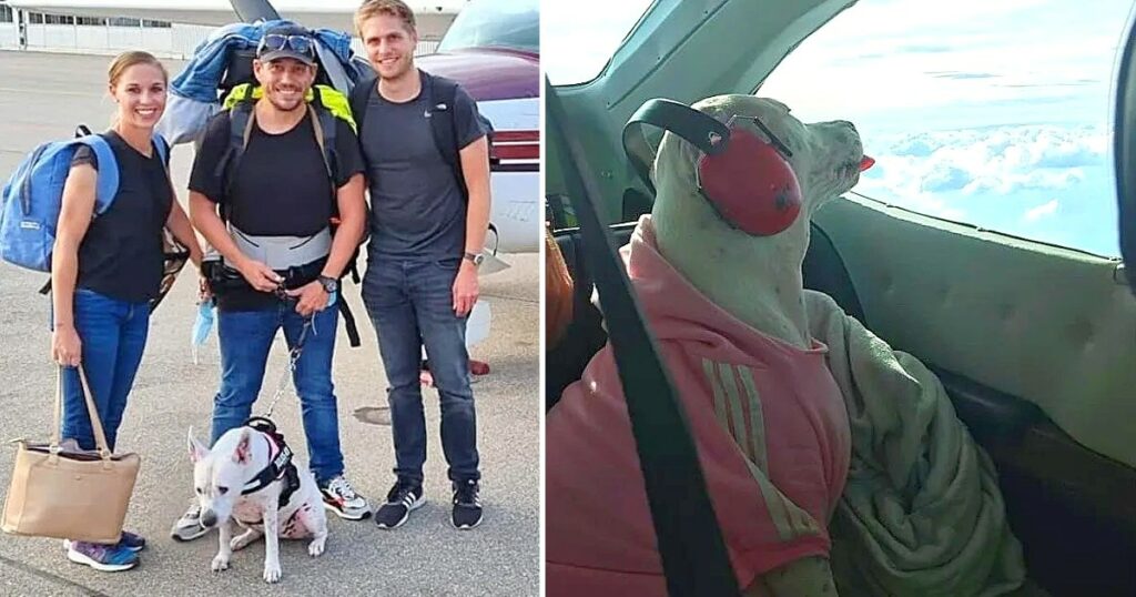 They prefer to sell everything before abandoning their dog when they move to Switzerland, they rented her a small plane