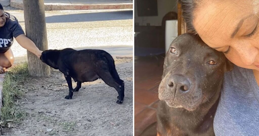 Pregnant stray dog completely melts when realizes she’s being adopted