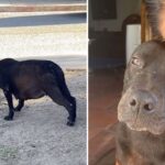 Pregnant stray dog completely melts when realizes she’s being adopted