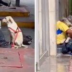 Puppy walks up to a homeless man and gives him a loving hug