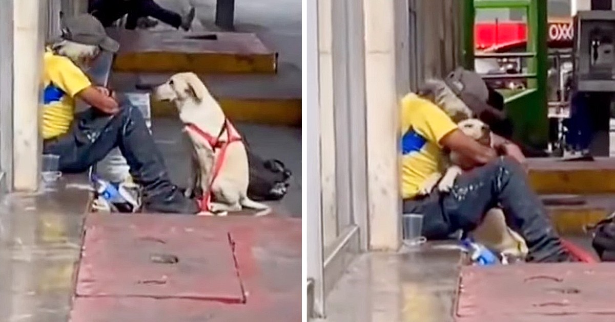 Puppy walks up to a homeless man and gives him a loving hug