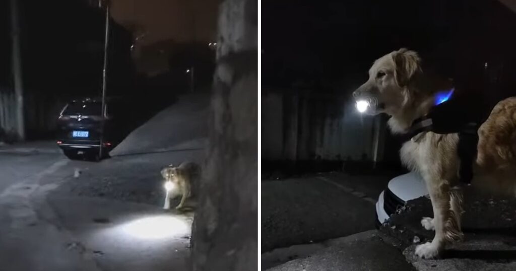 Dog waits every night for his owner with flashlight to protect her until they get home safely