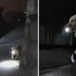 Dog waits every night for his owner with flashlight to protect her until they get home safely