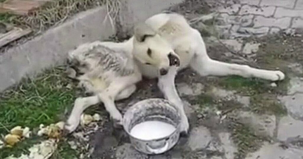 Paralyzed Stray With Twisted Body Lays In The Street In Pain, He Begged For Some Food but was Ignored By Everyone