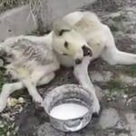 Paralyzed Stray With Twisted Body Lays In The Street In Pain, He Begged For Some Food but was Ignored By Everyone