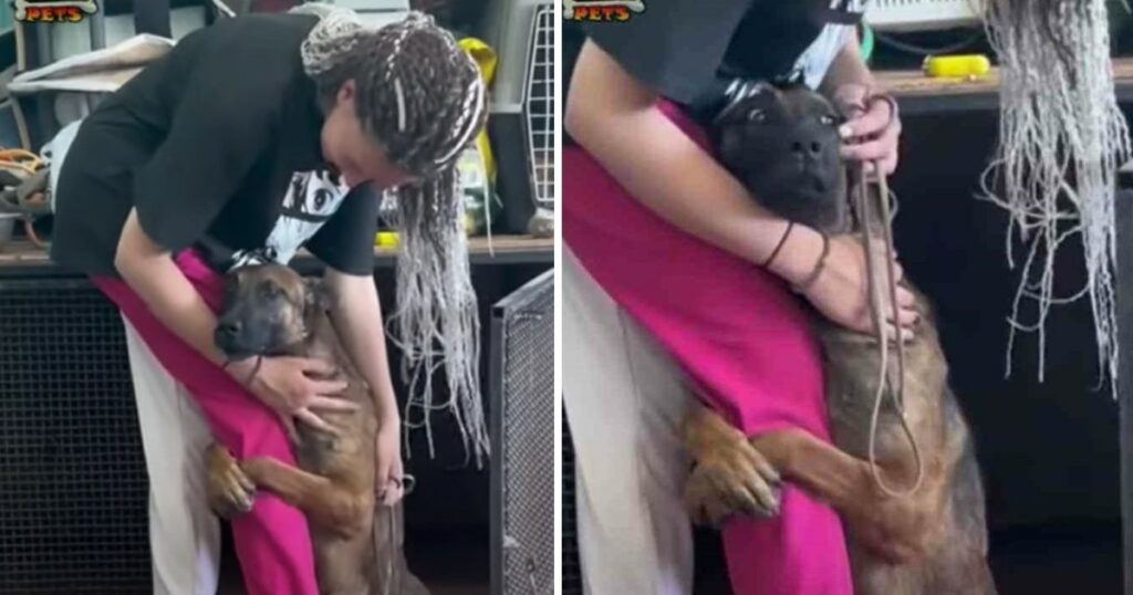 Shelter dog clung to girl’s leg to ‘beg’ to be adopted. he was desperate