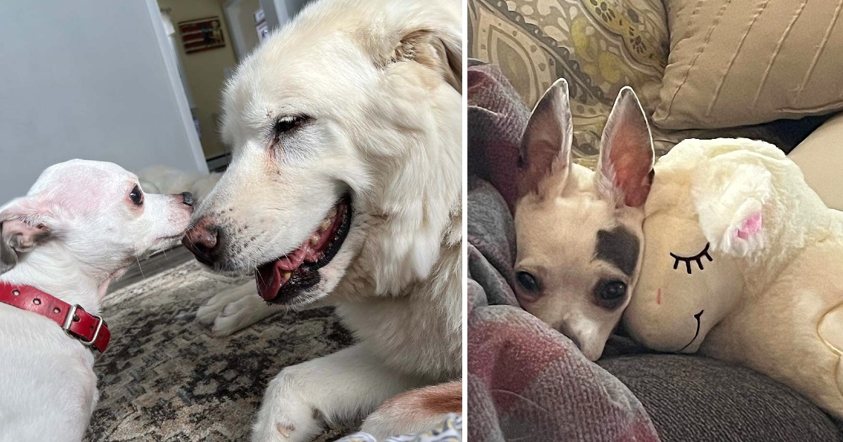 Little dog who lost his best friend cuddles up with a toy that looks just like him