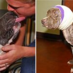 ‘Bait’ Dog Who Lost Her Ears Finally Has A Family Who Loves Her