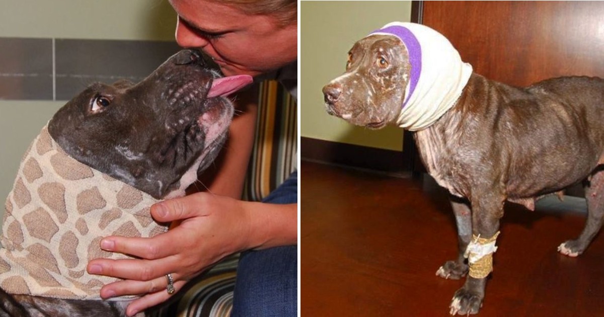 ‘Bait’ Dog Who Lost Her Ears Finally Has A Family Who Loves Her