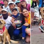 Meet the dog who loves to run in marathons and always wins the first places