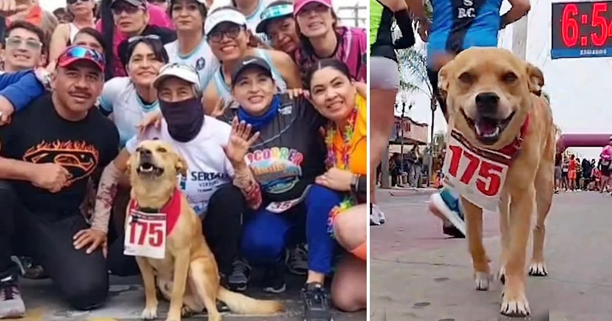 Meet the dog who loves to run in marathons and always wins the first places