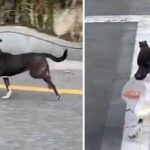 For Ten Years Now, This Dog Goes to the Store Everyday to Buy Breakfast For His Beloved “Grandmother”