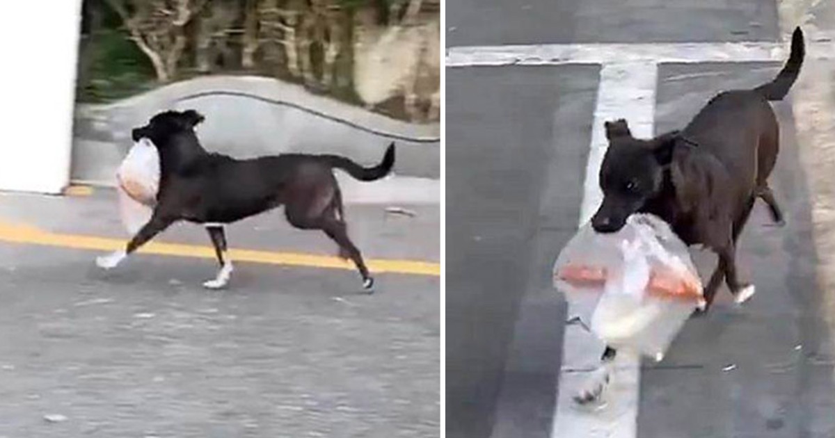 For Ten Years Now, This Dog Goes to the Store Everyday to Buy Breakfast For His Beloved “Grandmother”