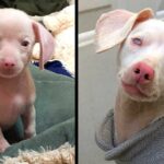 Piglet the Pink Puppy Can’t See or Hear, But He Inspires Kids Every Day