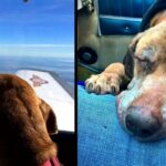 Pilot flies terminal shelter dog 400 miles to spend her last days with a loving family.