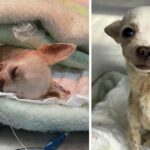 Little and brave Chihuahua was attacked while defending his home from a robbery