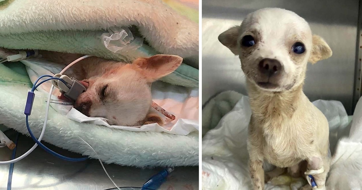 Little and brave Chihuahua was attacked while defending his home from a robbery