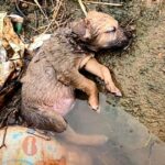 Pint-Sized Pup Laid Unconscious In Ditch After Humans Had Failed Him