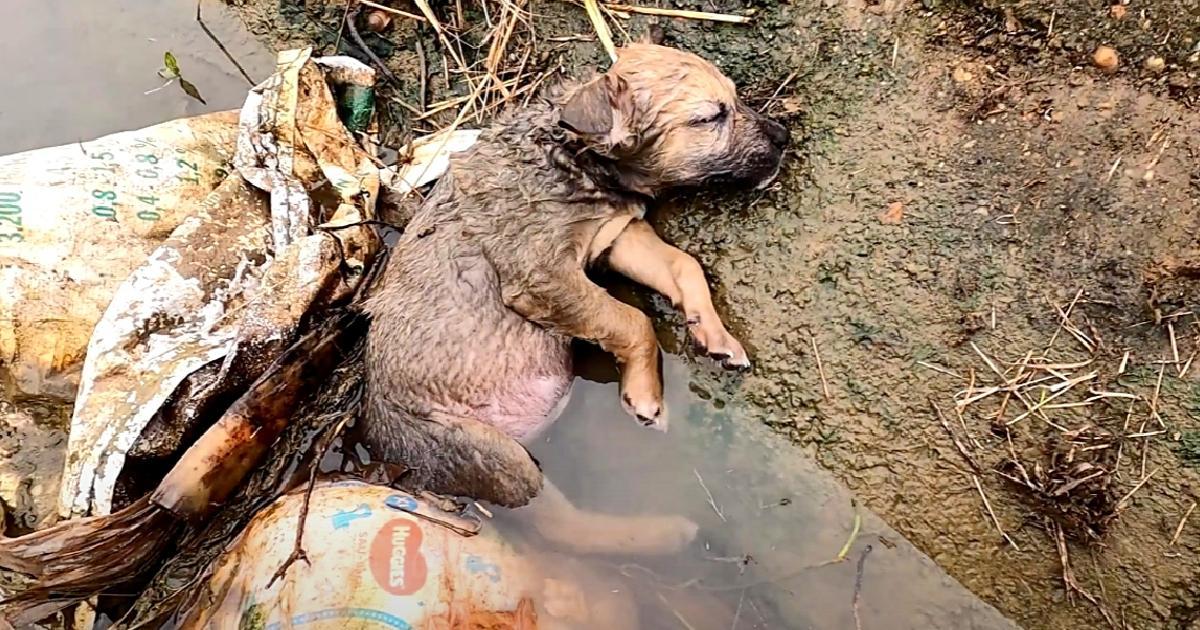 Pint-Sized Pup Laid Unconscious In Ditch After Humans Had Failed Him