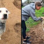 Pit Bull Starved on Heavy Chain all his Life! He Grabbed the Woman’s Hand And Begged to Rescue Him