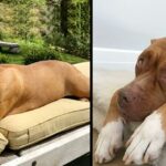 Pit Bull That Slept On Concrete Floor For 8 Years Has All The Beds She Wants Now