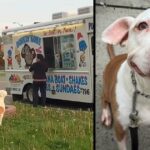 Pit Bull Waits Patiently In Line To Buy Ice Cream