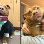 Pitbull thanks his family with all kinds of smiles every day for adopting him