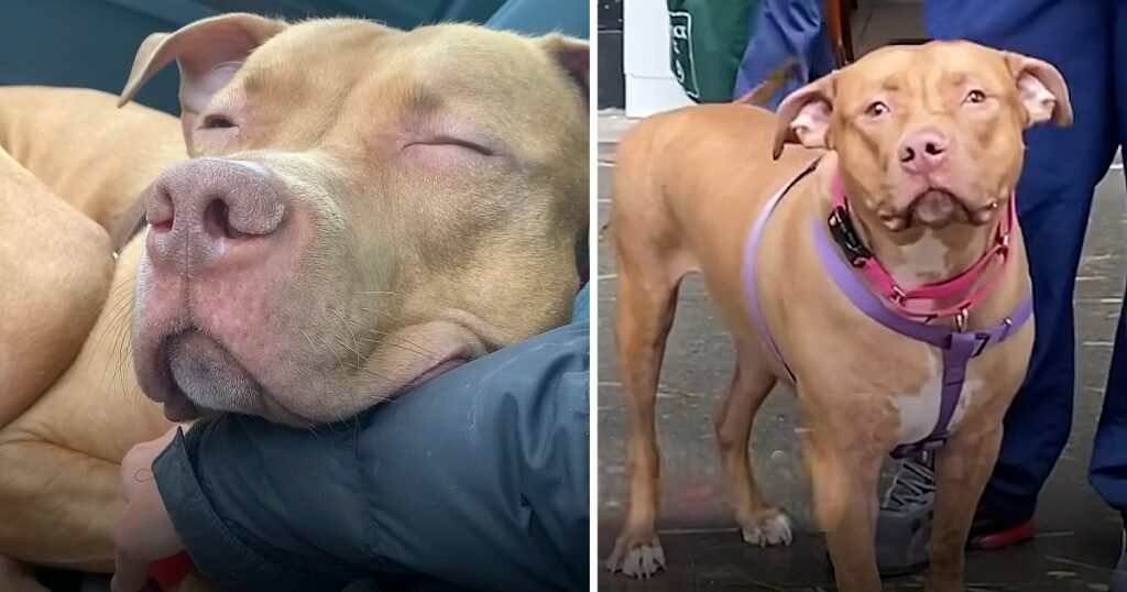 Pittie falls asleep on foster mom’s hand after finally being rescued