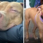 Pittie falls asleep on foster mom’s hand after finally being rescued