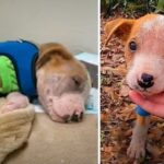 A Pitbull Puppy Abandoned To Die Alone In an Empty Parking Lot Defies all Odds by Surviving