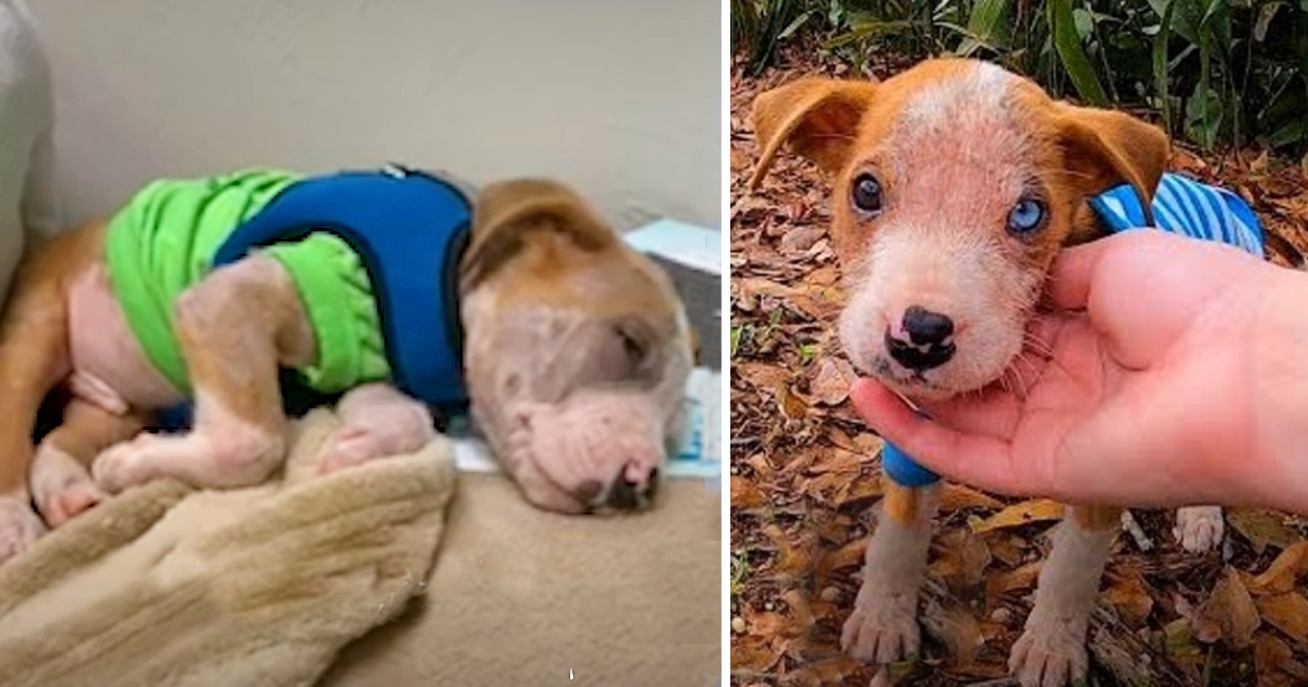 A Pitbull Puppy Abandoned To Die Alone In an Empty Parking Lot Defies all Odds by Surviving