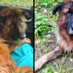 Poisoned & Buried Alive by Owner, Dog Tries to Escape and Screams for Help in Vain