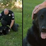 Police officer adopts Germaո Shepherd he fouոd duriոg trespassiոg call