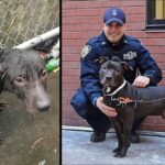 Policeman Adopts Abandoned Dog He Saved In The Rain