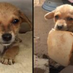 Poor Abandoned Puppy, Burst Into Tears When Given A Piece Of Bread