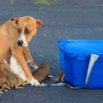 Poor Dog and her nine two-week-old pups were discovered abandoned in a parking area.